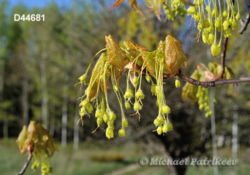 Sugar Maple (Acer saccharum)